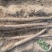 【实力推荐】精品白玉山药大量供应规格齐全可视频看货