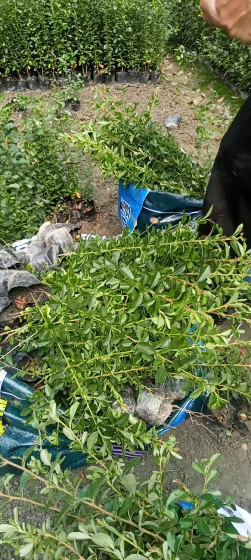 重庆火棘批发重庆苗木基地供应各类规格火棘基地直销