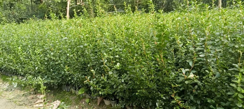 重庆火棘批发重庆苗木基地供应各类规格火棘基地直销