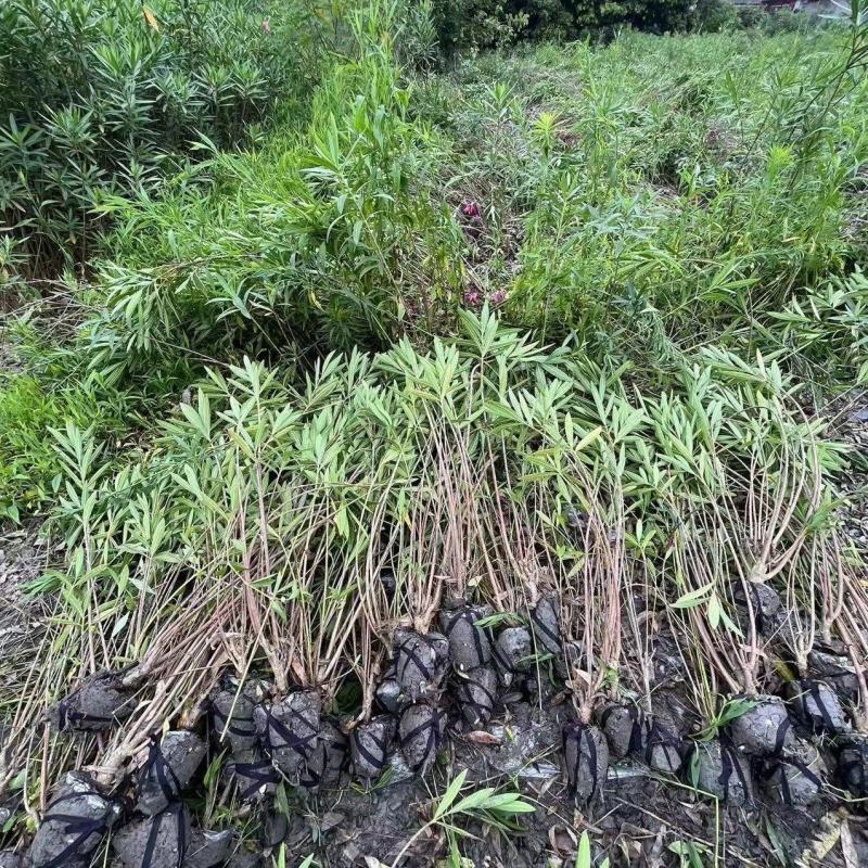 成都夹竹桃批发成都苗木基地供应各类规格夹竹桃基地直销