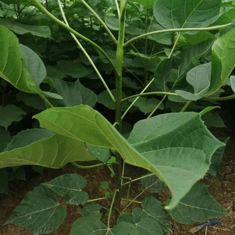 梓树苗价格，梓树苗多少钱0.8-1公分梓树苗价格不高
