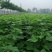 梓树苗价格，梓树苗多少钱0.8-1公分梓树苗价格不高