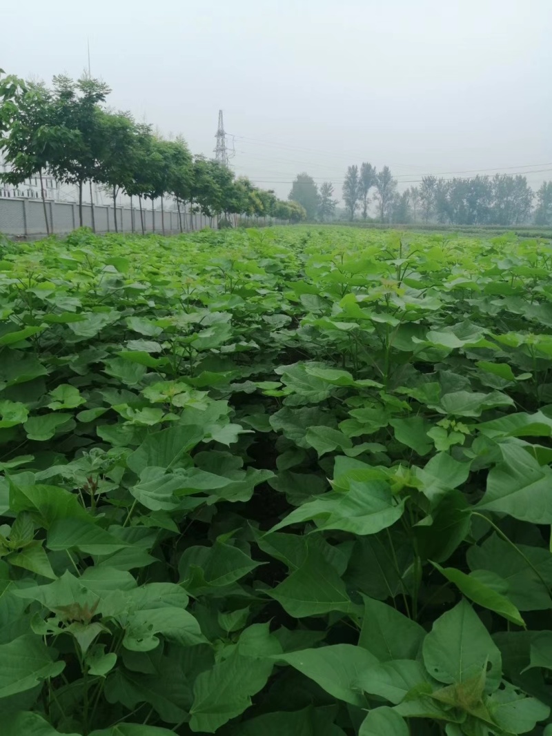 梓树苗价格，梓树苗多少钱0.8-1公分梓树苗价格不高