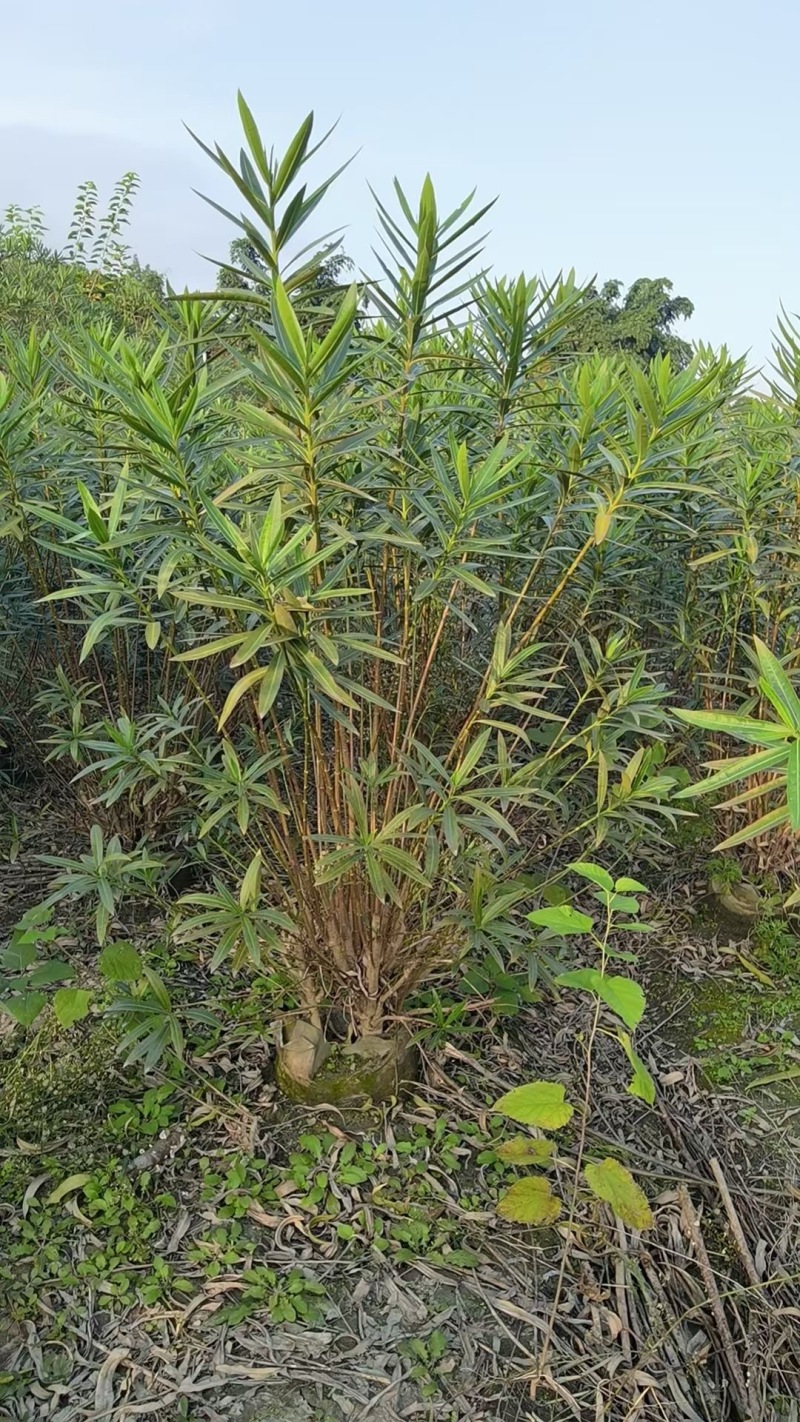 贵州夹竹桃批发贵州苗木基地供应各类夹竹桃基地直销