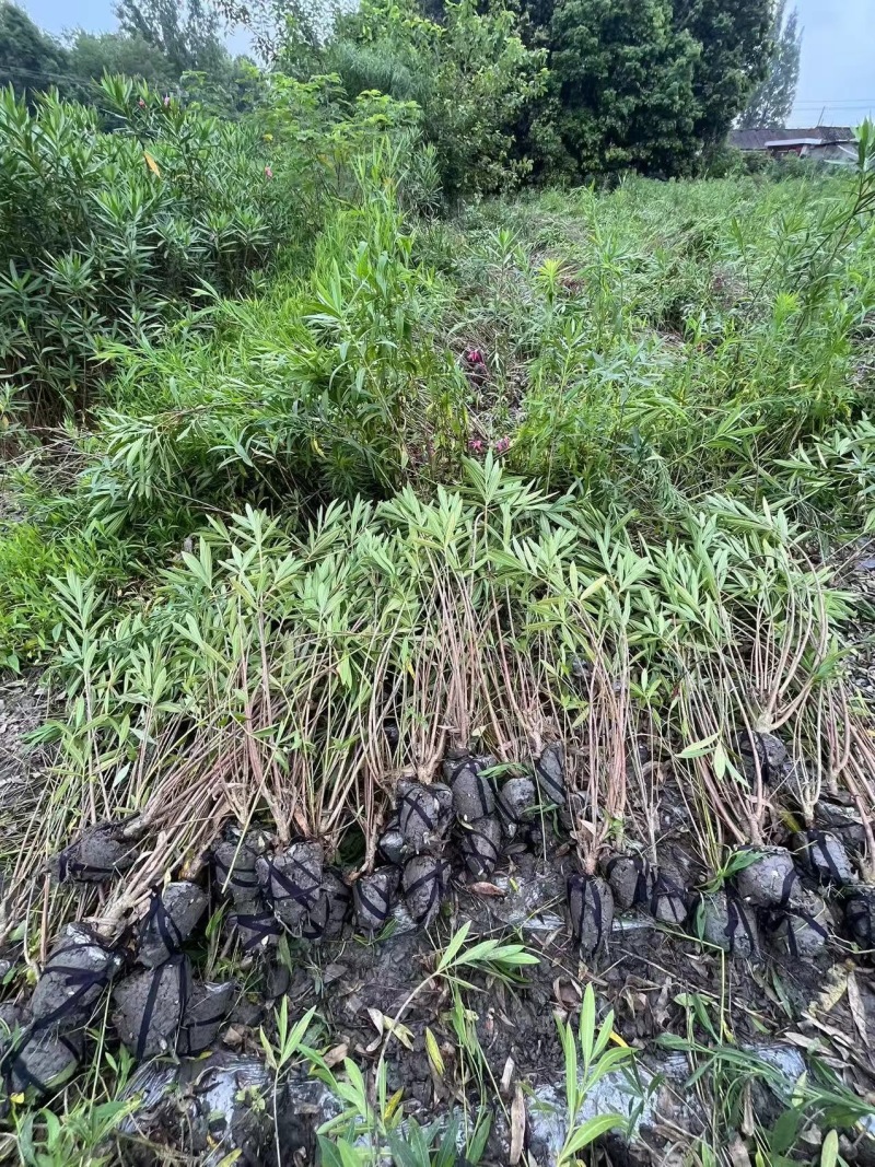 贵州夹竹桃批发贵州苗木基地供应各类夹竹桃基地直销