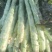 光杆莴笋