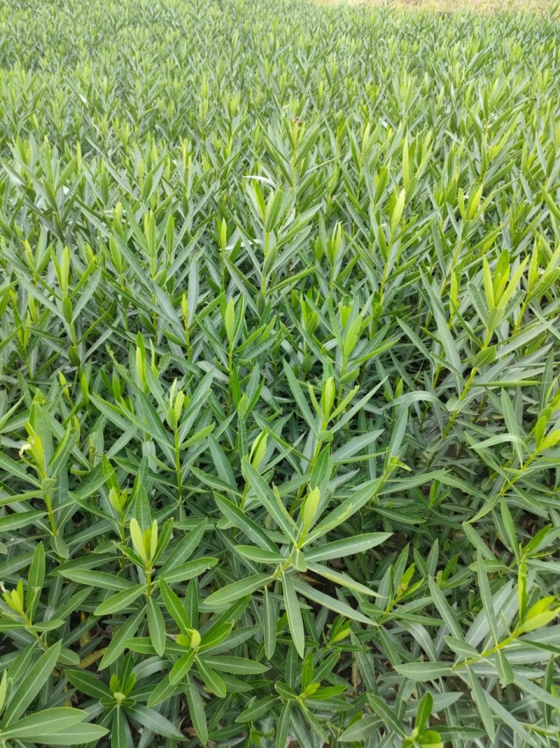 重庆夹竹桃批发重庆苗木基地供应各类规格夹竹桃基地直销