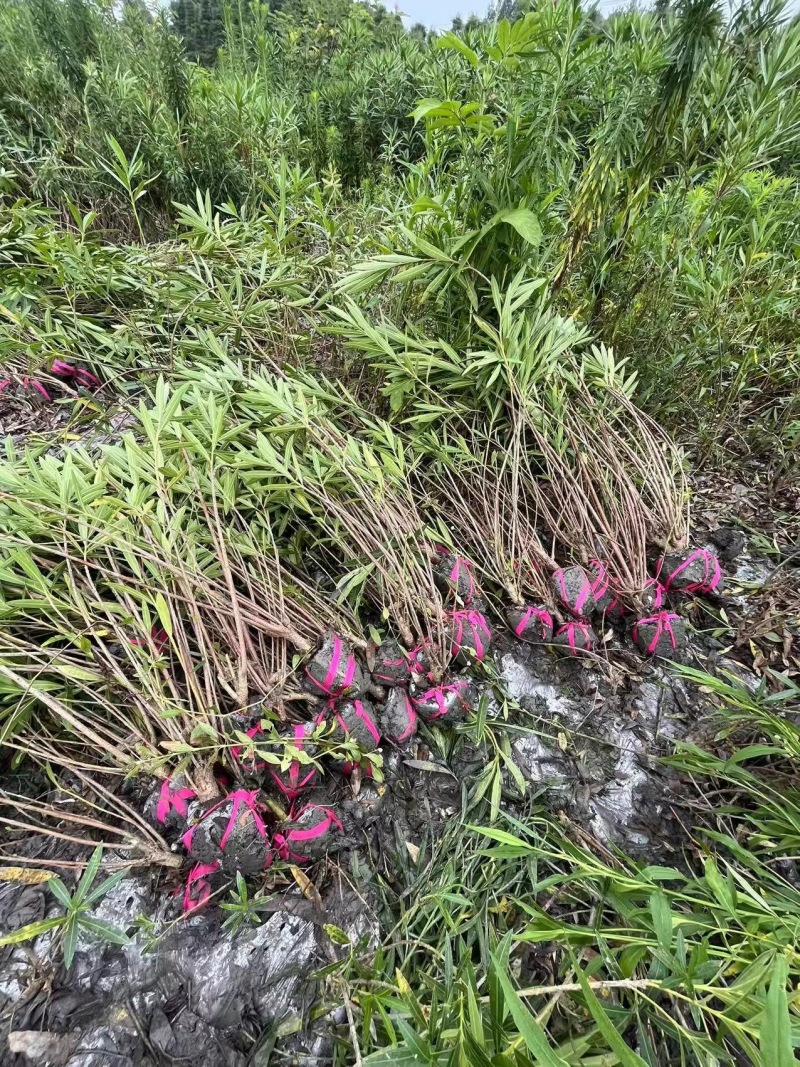 重庆夹竹桃批发重庆苗木基地供应各类规格夹竹桃基地直销