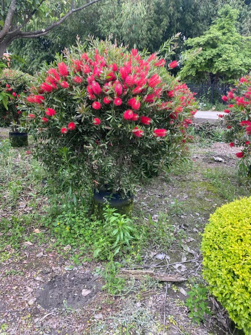 贵州澳洲红千层批发贵州苗木基地供应各类规格澳洲红千层基