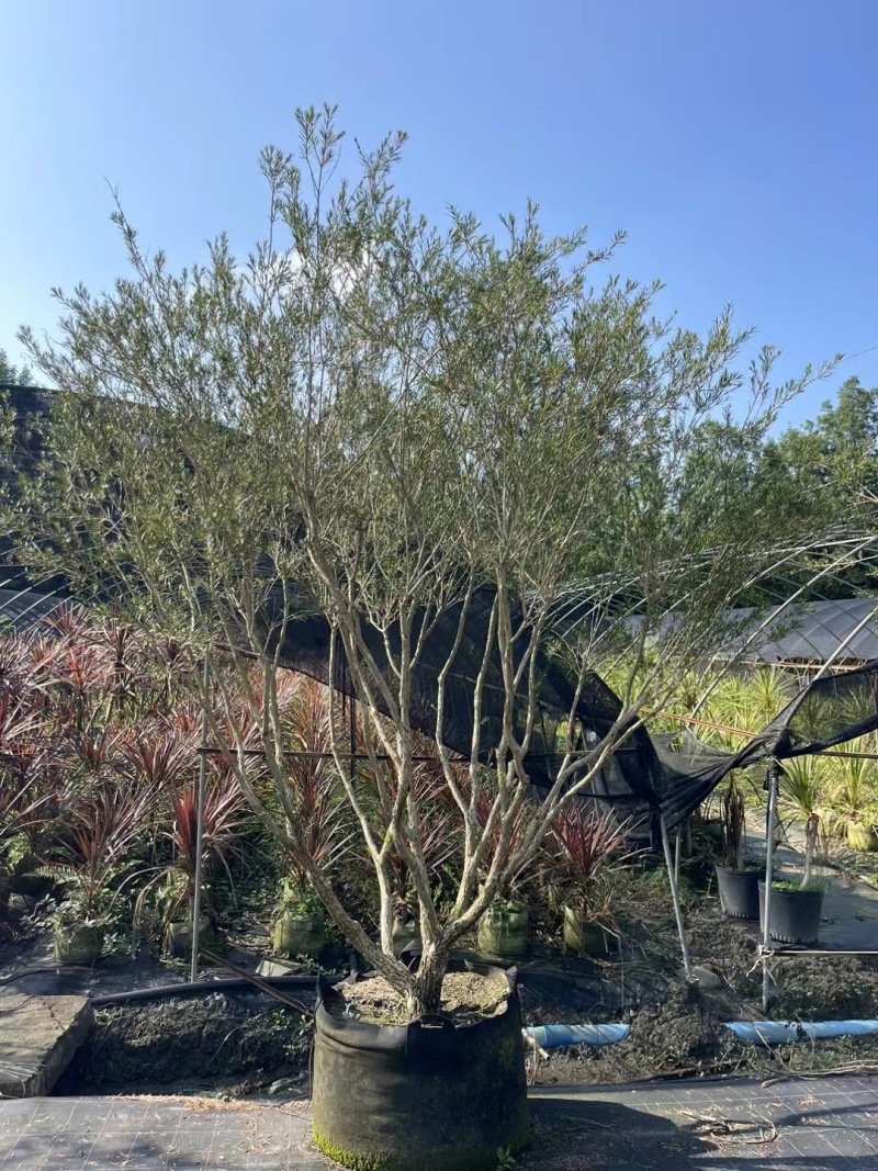 贵州澳洲红千层批发贵州苗木基地供应各类规格澳洲红千层基