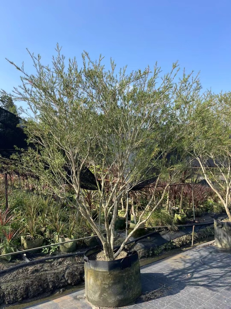 重庆澳洲红千层批发重庆苗木基地供应各类规格澳洲红千层