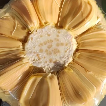 菠萝蜜越南红和印尼红