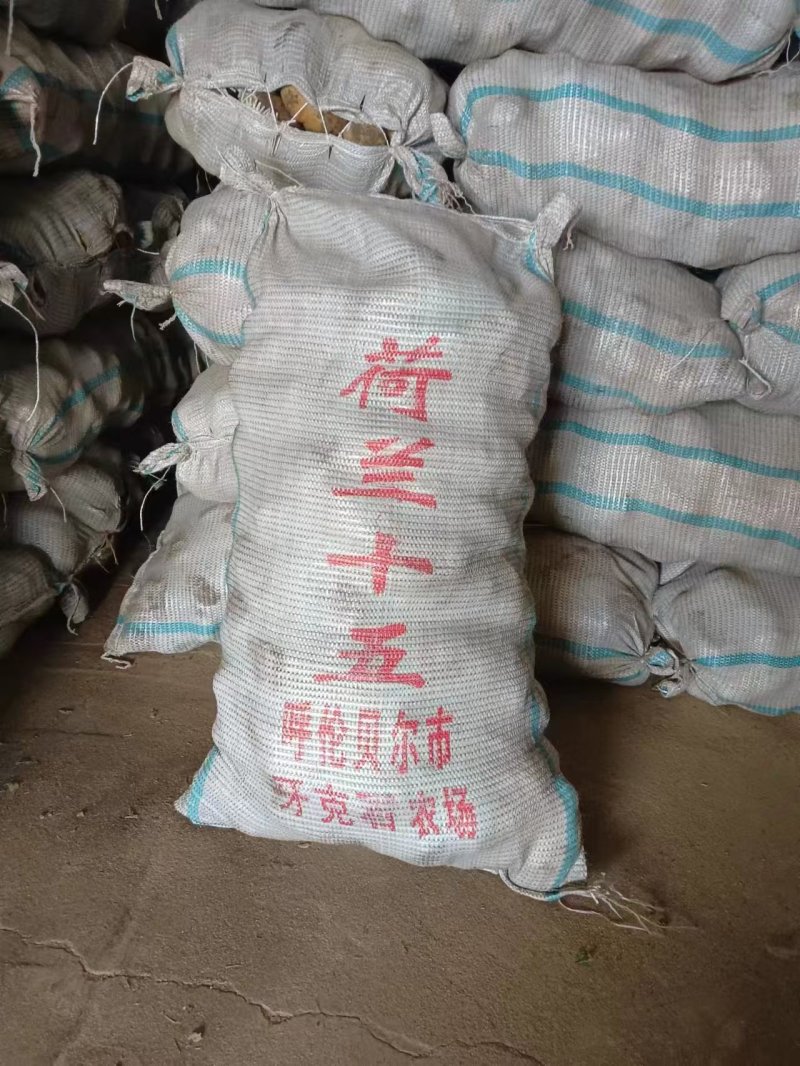 内蒙盛丰脱毒土豆种沃土5号、荷兰十五、玖恩11龙丹