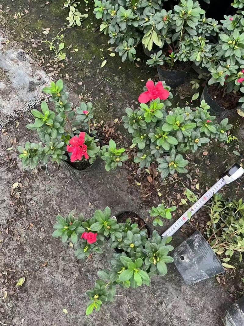 贵州西洋鹃批发贵州苗木基地供应各类规格西洋鹃基地直销
