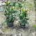 成都茶花批发成都苗木基地供应各类规格茶花基地直销