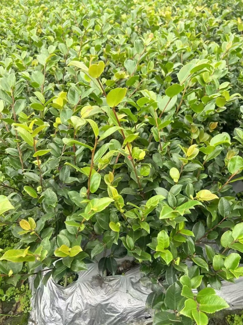成都茶花批发成都苗木基地供应各类规格茶花基地直销