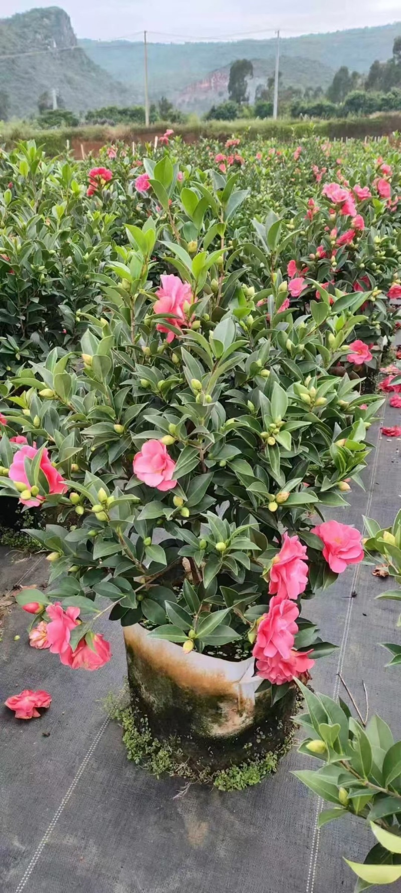 成都茶花批发成都苗木基地供应各类规格茶花基地直销