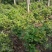 贵州茶花批发贵州苗木基地供应各类规格茶花基地直销