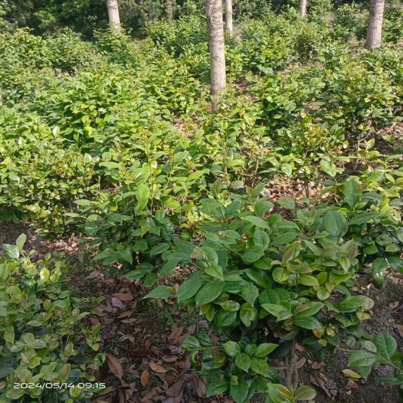 贵州茶花批发贵州苗木基地供应各类规格茶花基地直销