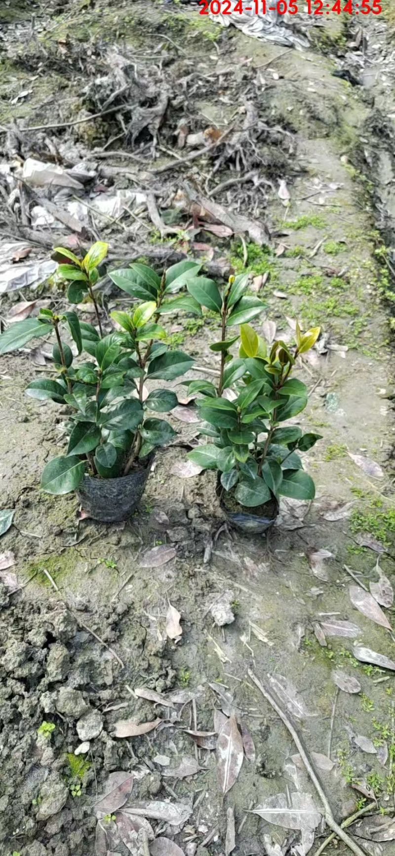 重庆茶花批发重庆苗木基地供应各类规格茶花基地直销