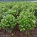 重庆茶花批发重庆苗木基地供应各类规格茶花基地直销