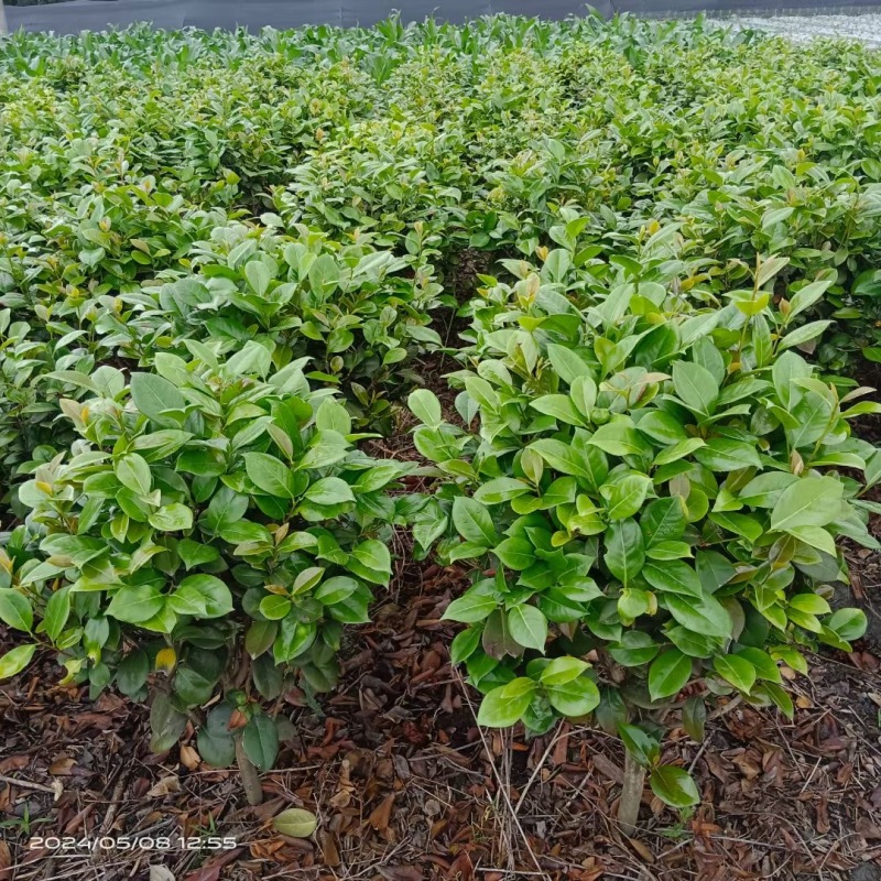 重庆茶花批发重庆苗木基地供应各类规格茶花基地直销