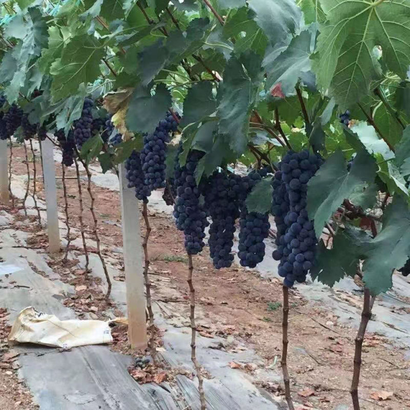 【品质】云南夏黑无籽葡萄新鲜当季葡萄孕妇炸汁宝宝水果现摘