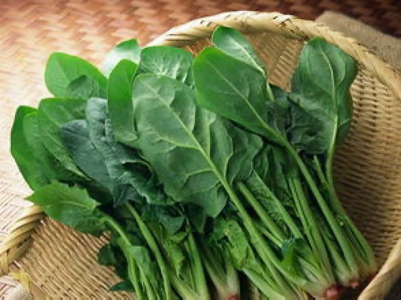 大棚精品趴地菠菜，自家种植
