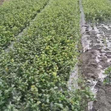 成都茶梅批发成都苗木基地供应各类规格茶梅基地直销