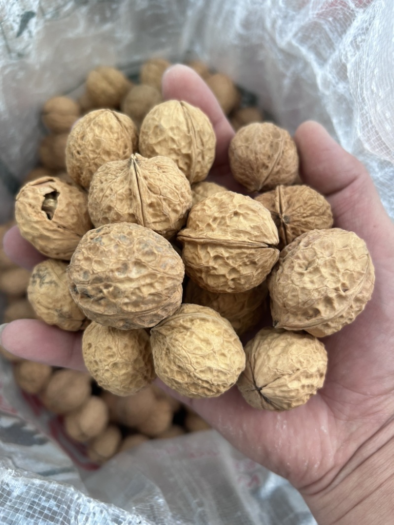 云南高山老树薄皮干核桃，2024年新果源头产地直供批发