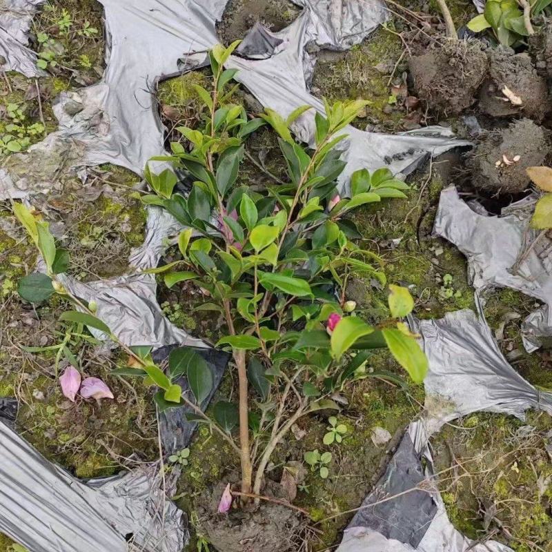 贵州茶梅批发贵州苗木基地供应各类规格茶梅基地直销