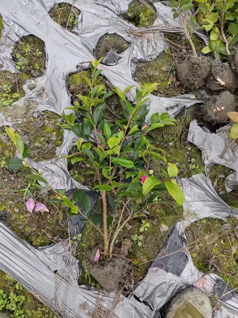 贵州茶梅批发贵州苗木基地供应各类规格茶梅基地直销