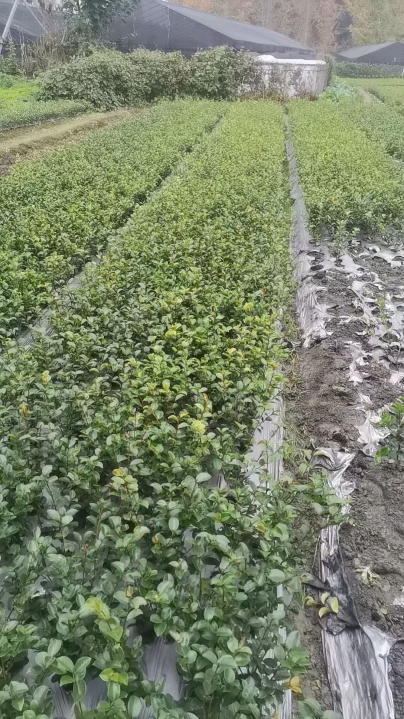 贵州茶梅批发贵州苗木基地供应各类规格茶梅基地直销