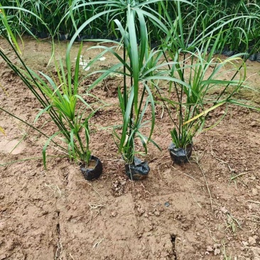 成都旱伞草批发成都苗木基地供应各类规格旱伞草基地直销