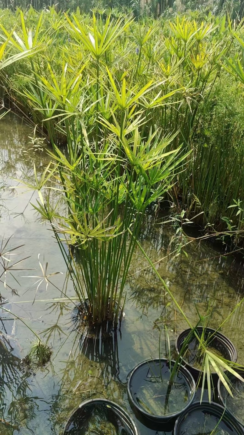 成都旱伞草批发成都苗木基地供应各类规格旱伞草基地直销