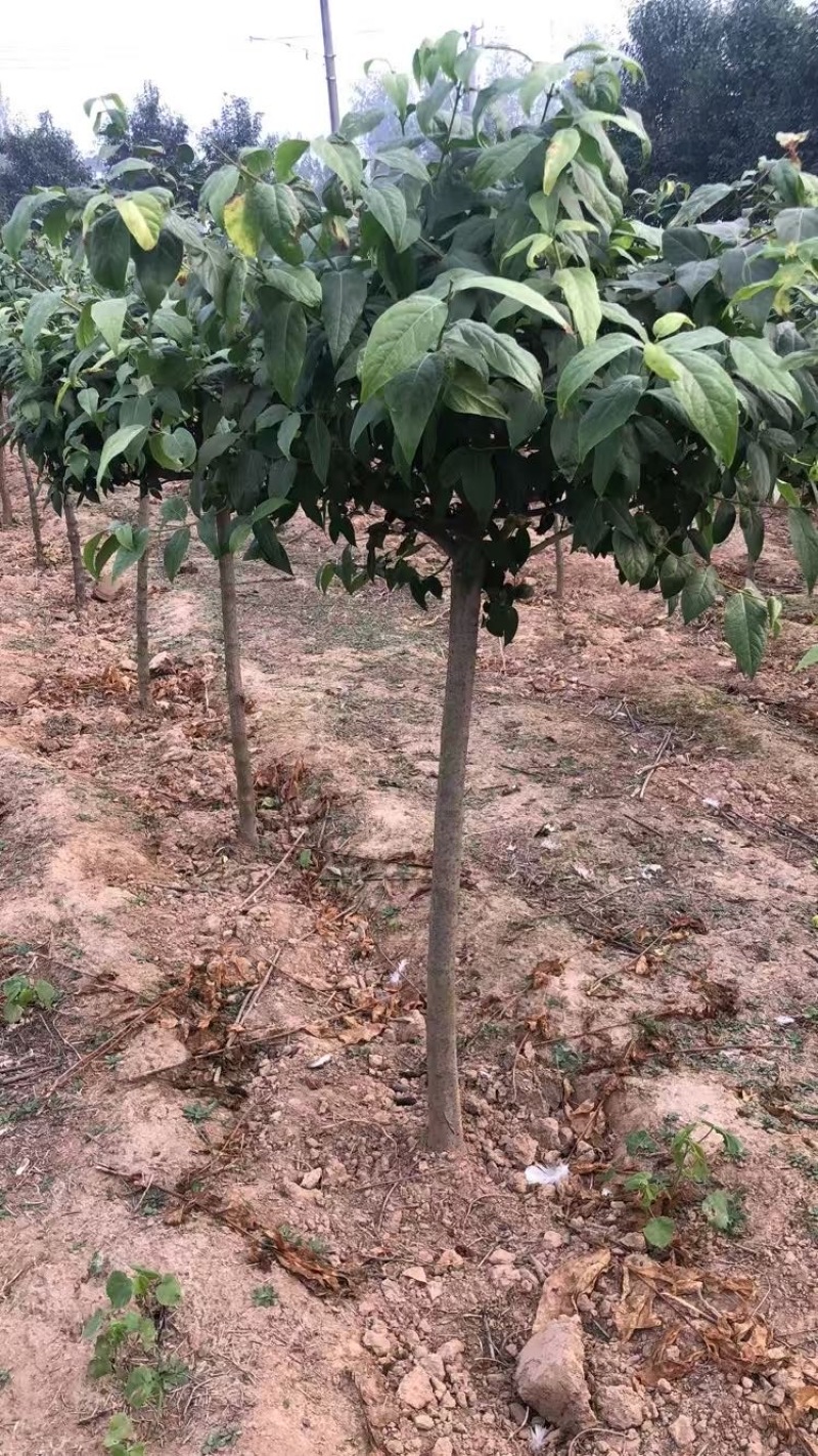 原生高杆腊梅，丛生腊梅，给钱就卖，超低价