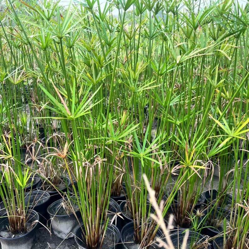 重庆旱伞草批发重庆苗木基地供应各类规格旱伞草基地直销