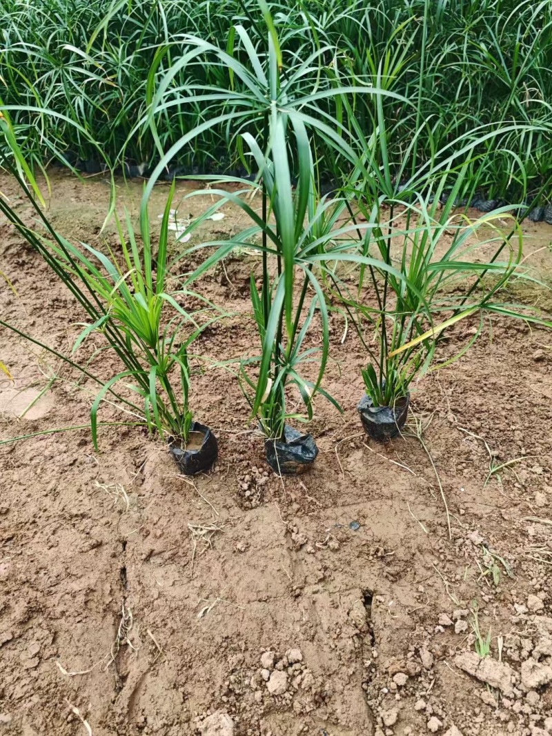 重庆旱伞草批发重庆苗木基地供应各类规格旱伞草基地直销