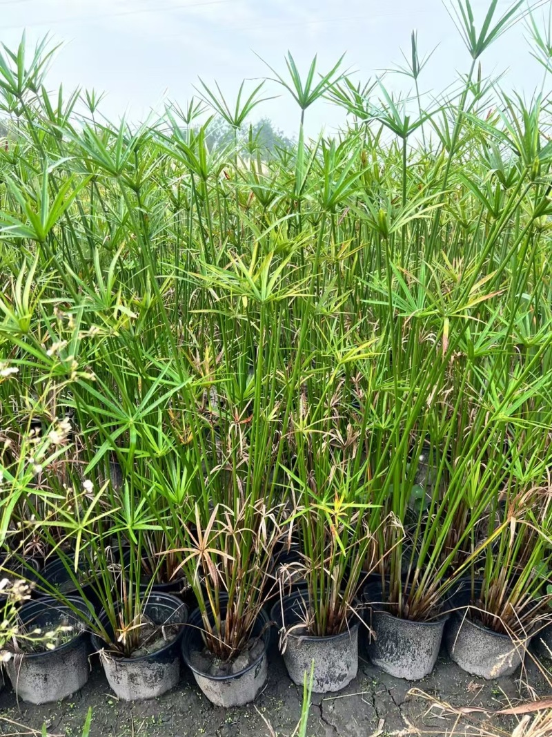 重庆旱伞草批发重庆苗木基地供应各类规格旱伞草基地直销