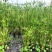重庆旱伞草批发重庆苗木基地供应各类规格旱伞草基地直销