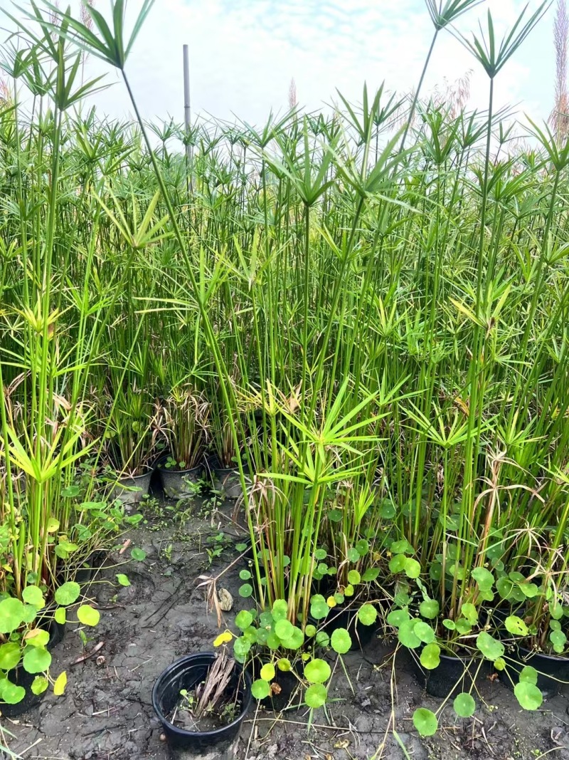 重庆旱伞草批发重庆苗木基地供应各类规格旱伞草基地直销