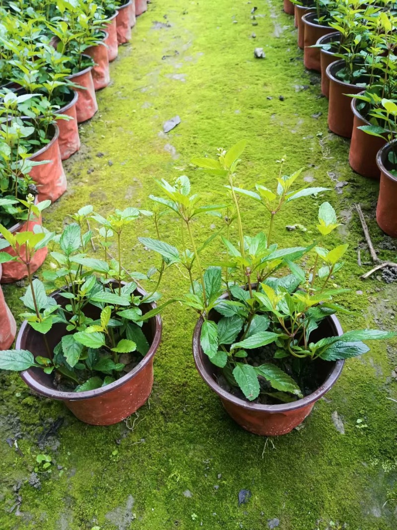 成都天蓝鼠尾草批发成都苗木基地供应各类规格天蓝鼠尾草