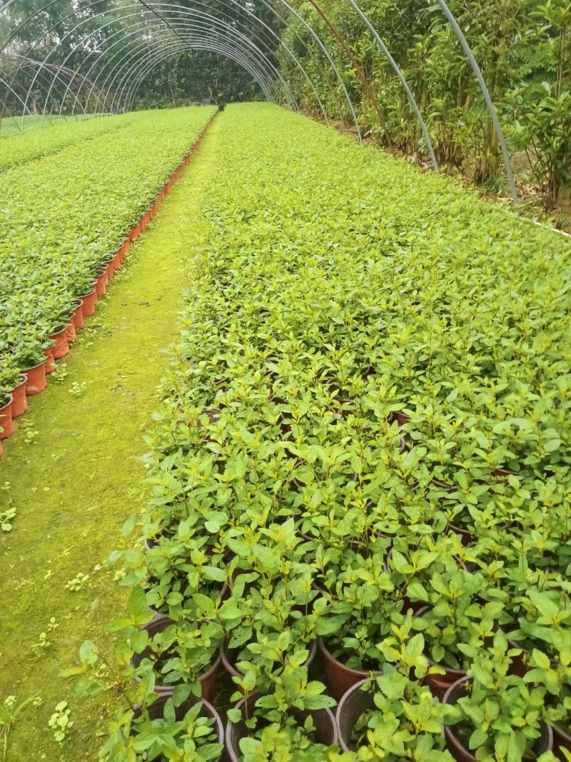 贵州天蓝鼠尾草批发贵州苗木基地供应各类规格天蓝鼠尾草