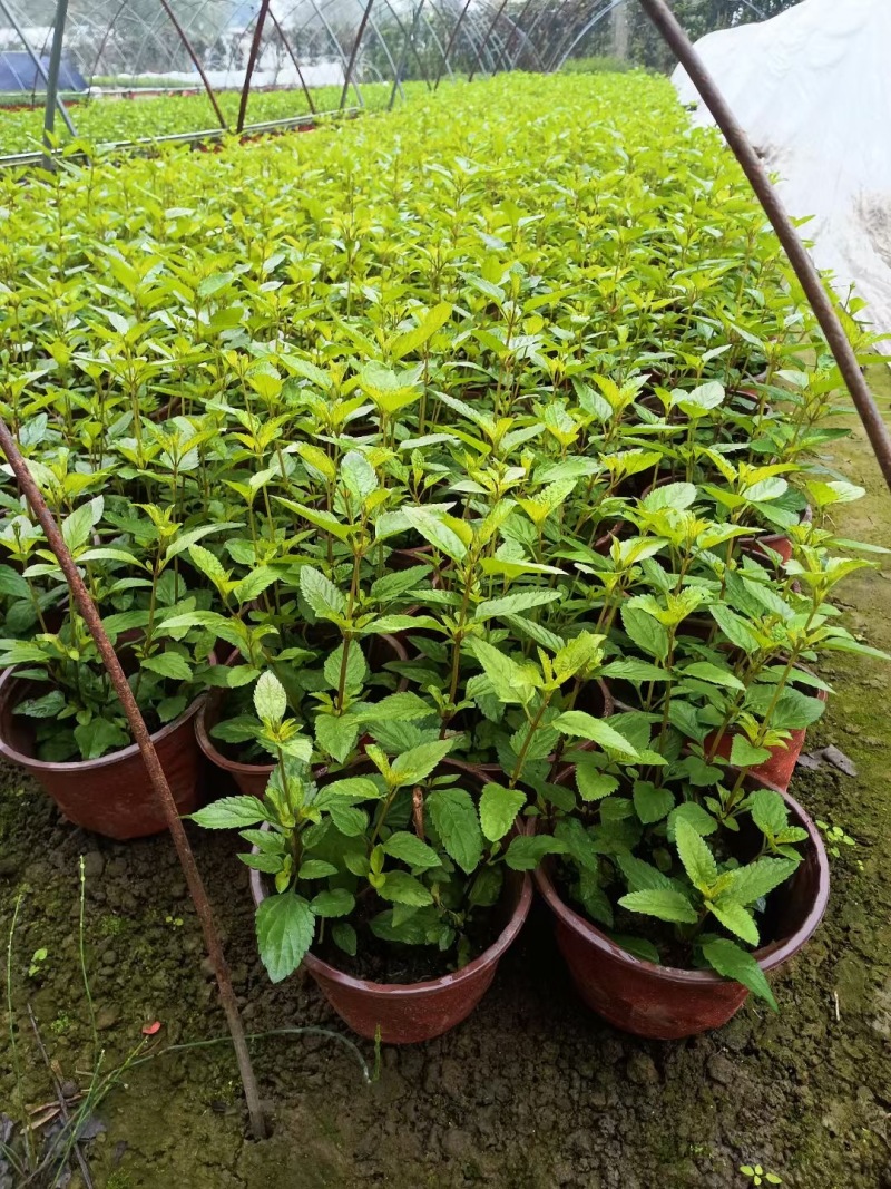 重庆天蓝鼠尾草批发重庆苗木基地供应各类规格天蓝鼠尾草