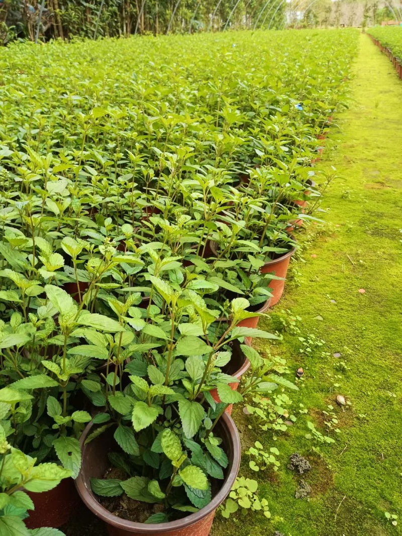 重庆天蓝鼠尾草批发重庆苗木基地供应各类规格天蓝鼠尾草