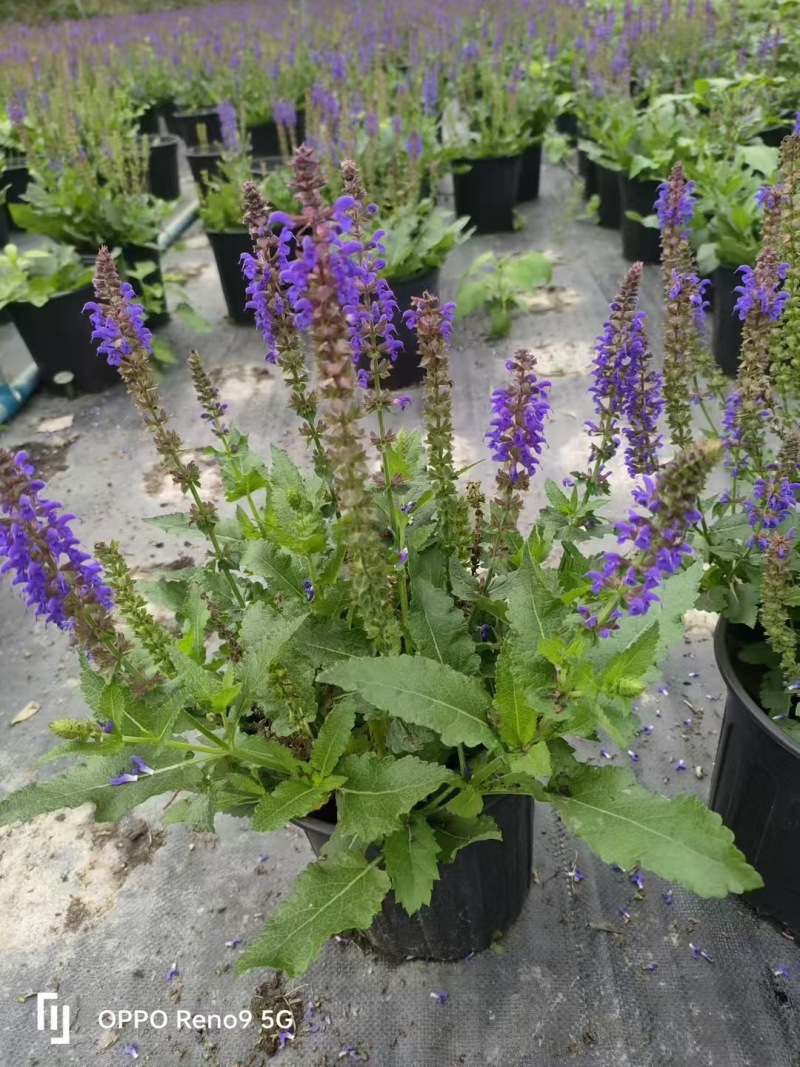 成都林荫鼠尾草批发成都苗木基地供应各类规格林荫鼠尾草