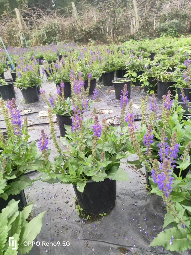 成都林荫鼠尾草批发成都苗木基地供应各类规格林荫鼠尾草