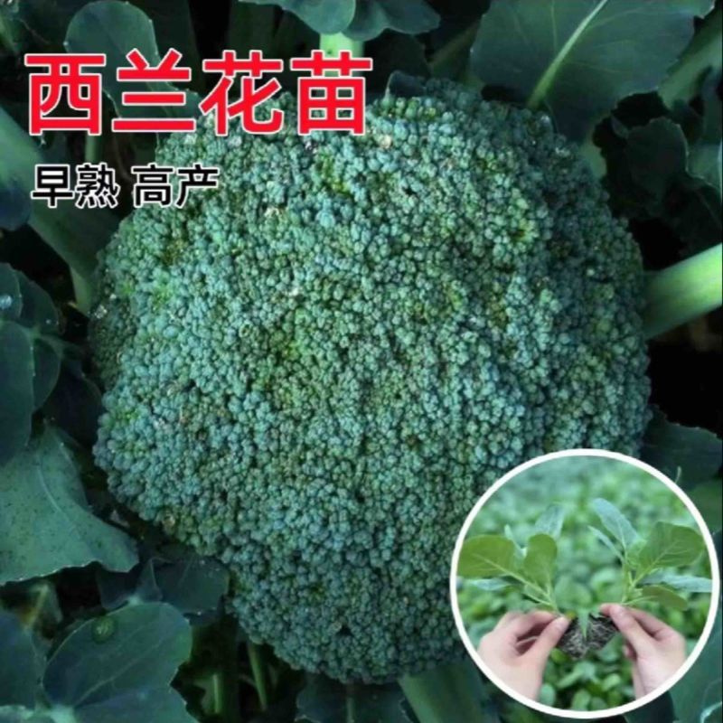 耐寒优秀西兰花苗早熟高产抗病耐寒寿光苗场厂家直销