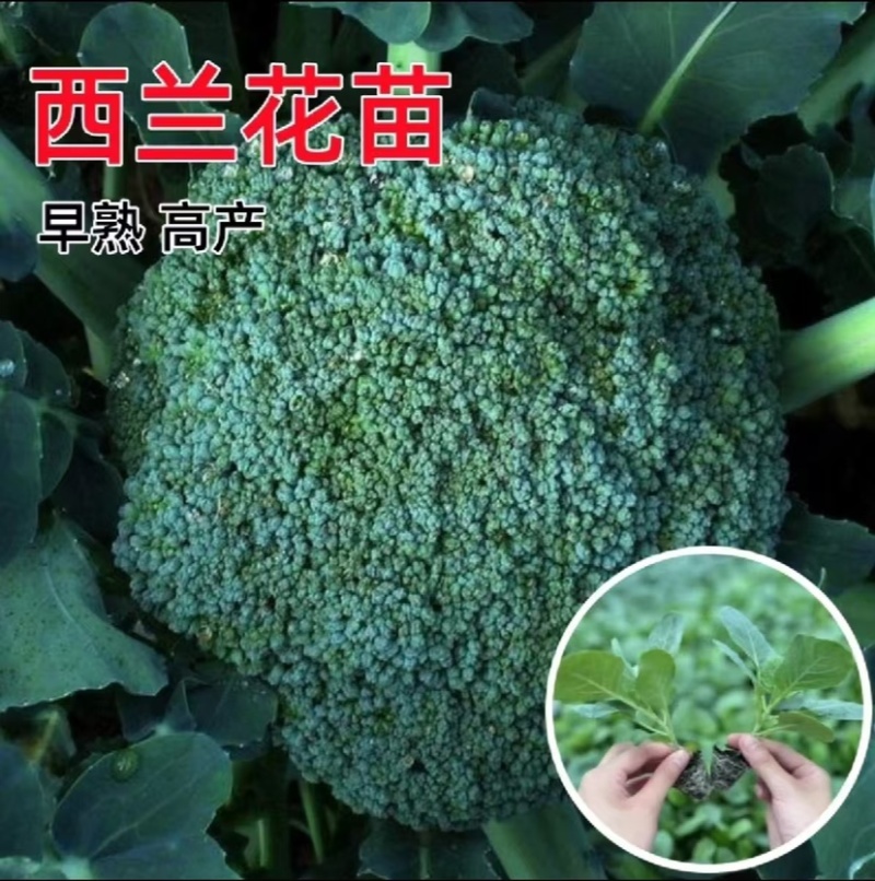 耐寒优秀西兰花苗早熟高产抗病耐寒寿光苗场厂家直销