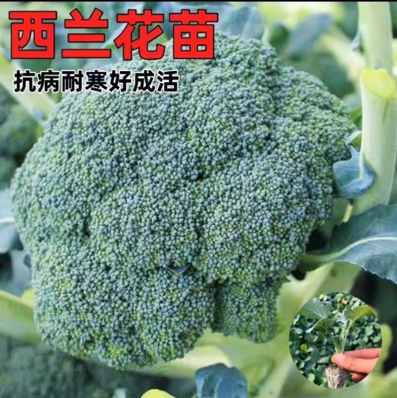 耐寒优秀西兰花苗早熟高产抗病耐寒寿光苗场厂家直销